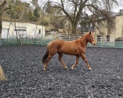 dressage horse Top Sparkling Star (Quarter Pony, 2015, from Sharp Dressed Shiner)