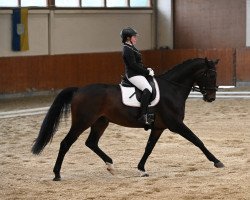 dressage horse Dako's Temptation A (Hanoverian, 2007, from Davignon I)