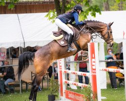 jumper Nayla 17 (German Sport Horse, 2016, from Racordero)