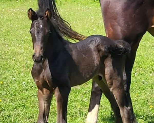 dressage horse Morello B (Oldenburg, 2023, from Moreno)