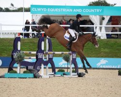 jumper Billy Legend (anglo european sporthorse, 2016, from Cevin Z)