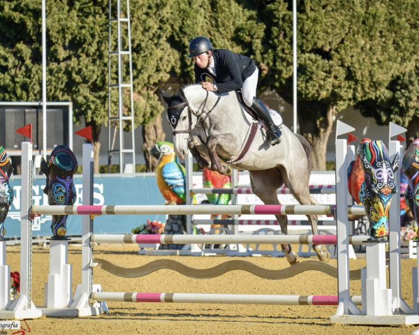jumper Billy Courchevel (anglo european sporthorse, 2018, from Zirocco Blue)