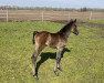 jumper Hennessy (Oldenburg show jumper, 2023, from Hickstead White)