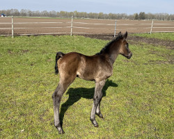 Springpferd Hennessy (Oldenburger Springpferd, 2023, von Hickstead White)