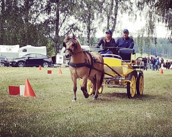 horse Joshy (Fjord Horse, 2013, from Gerben)