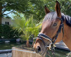 jumper Levino (Hanoverian, 2016, from Light my Fire)