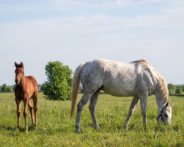 broodmare Pretty City Dancer xx (Thoroughbred, 2014, from Tapit xx)