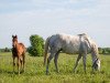 broodmare Pretty City Dancer xx (Thoroughbred, 2014, from Tapit xx)