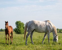 Zuchtstute Pretty City Dancer xx (Englisches Vollblut, 2014, von Tapit xx)