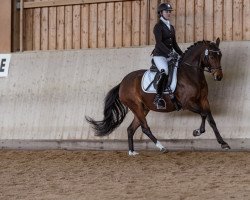 jumper Hesselteichs Gadi (German Riding Pony, 2019, from Gandalf)