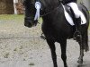 dressage horse Laski Von Lindscheid (Iceland Horse, 2013, from Dökkvi fra Mosfelli)