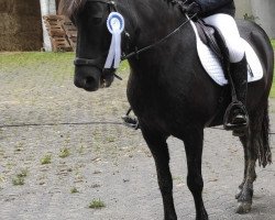 dressage horse Laski Von Lindscheid (Iceland Horse, 2013, from Dökkvi fra Mosfelli)