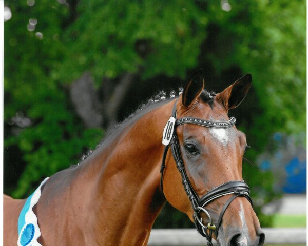 broodmare Terra Cassilana (German Sport Horse, 2016, from Cassilano)