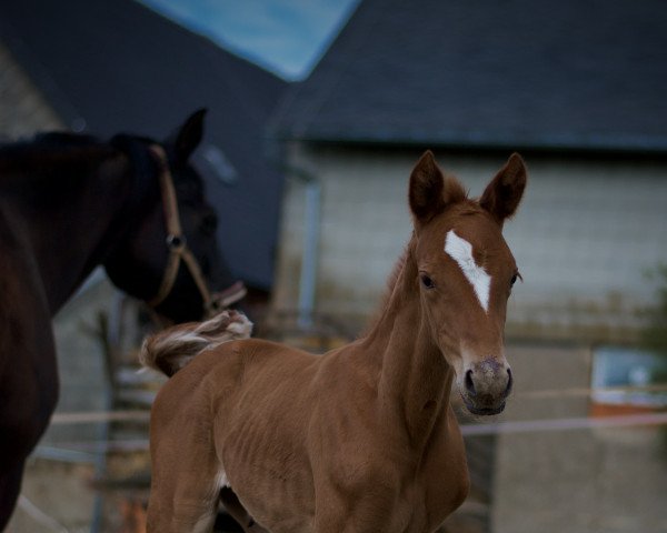 dressage horse Sommergold (Trakehner, 2023, from Banderas)