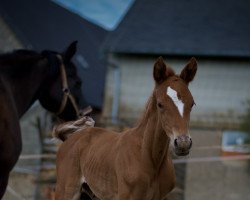 Dressurpferd Sommergold (Trakehner, 2023, von Banderas)