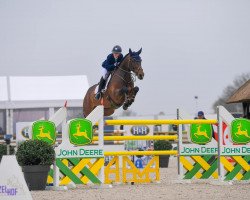 Springpferd Volnay de Choc Z (Zangersheide Reitpferd, 2012, von Vivaldi du Seigneur)