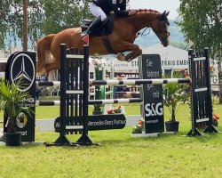 jumper Tornados Touch (German Sport Horse, 2017, from Tangelo van de Zuuthoeve)