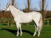 stallion Baloussini (Oldenburg show jumper, 2005, from Baloubet du Rouet)