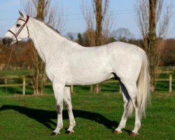 stallion Baloussini (Oldenburg show jumper, 2005, from Baloubet du Rouet)