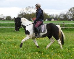 dressage horse Jack Daniels 97 (Westphalian, 2019, from Jacky Boy)