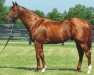 stallion Pure Prize xx (Thoroughbred, 1998, from Storm Cat xx)