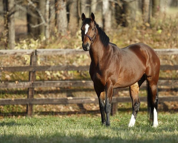 stallion Harbringer xx (Thoroughbred, 2006, from Dansili xx)