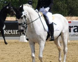 dressage horse Escapado VII (Pura Raza Espanola (PRE), 2004)