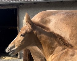 dressage horse Rös (Westphalian, 2023, from Dynamic Dream)