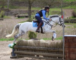 broodmare Holsteins Santana (German Riding Pony, 2011, from Holsteins Tamino)