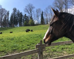 Springpferd Querido (Deutsches Sportpferd, 2021, von Quite Great)