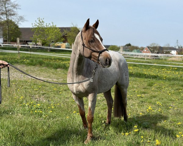 jumper Oakland's Piero (German Riding Pony, 2017, from Del Piero 25)