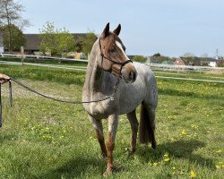 Springpferd Oakland's Piero (Deutsches Reitpony, 2017, von Del Piero 25)