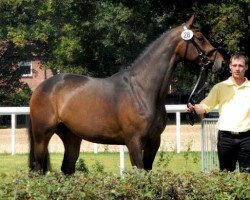 broodmare Light my fire (Hanoverian, 2008, from Lauries Crusador xx)