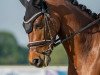 Dressurpferd Dream of Dallas (Deutsches Reitpony, 2014, von Carry Gold)