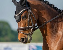 dressage horse Dream of Dallas (German Riding Pony, 2014, from Carry Gold)