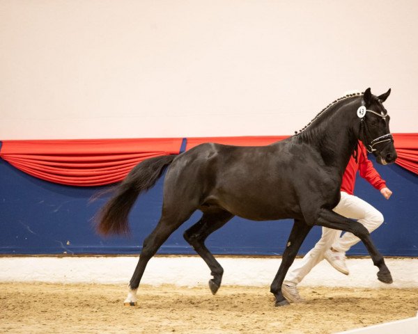 dressage horse Dr. Feelgood (German Riding Pony, 2019, from Kastanienhof Donnertrommler)