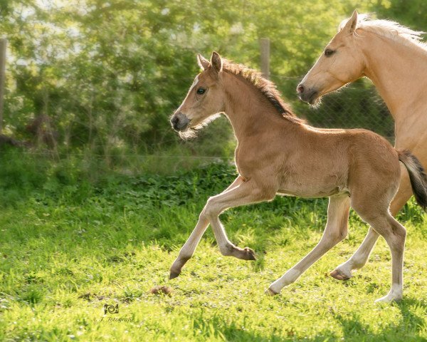 Dressurpferd Hengst von Candyman x Dilany (Deutsches Reitpony, 2022, von Tackmann's Candyman)