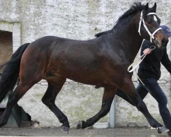 stallion Nautilus II CH (Freiberger, 2003, from Noble Coeur)