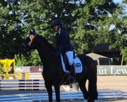 dressage horse Dorie 13 (Hanoverian, 2014, from Dancier)