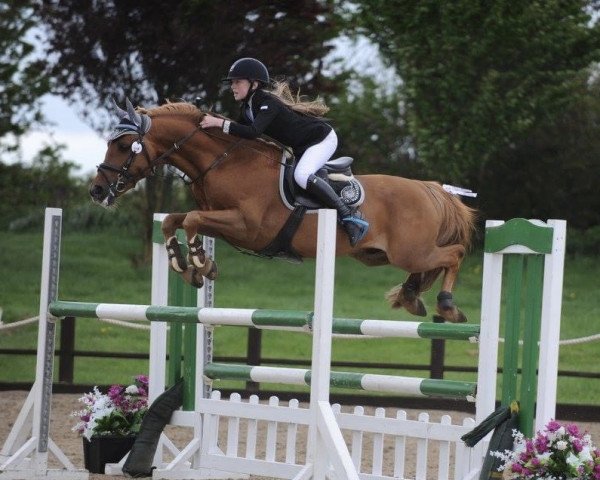 stallion Kantje’s Alvaretto (New Forest Pony, 2005, from Brandy XIII)