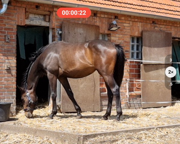 Pferd Lolita Lollipop (Anglo Europäisches Sportpferd, 2021, von Lux || Z)