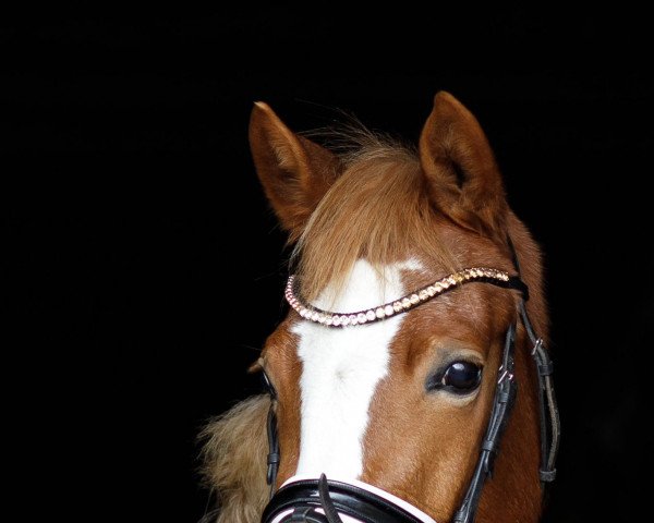 dressage horse Der Spaß geht weiter (German Riding Pony, 2019, from Dallmayr K)