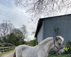 horse Josie- Nea (Fjord Horse, 2022, from Nansen N.2316)