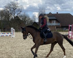 Springpferd Castella 104 (Deutsches Sportpferd, 2019, von Cascadello)