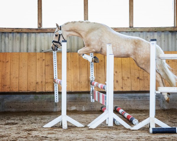 broodmare Gemma (German Riding Pony, 2020, from Golden Grey NRW)