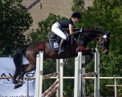 jumper Cato G (German Sport Horse, 2008, from Con Sherry)