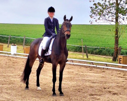 dressage horse Der Prinz Vom Wilhelmshof (German Sport Horse, 2019, from Don Royal)