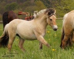 horse Tavik (Fjord Horse, 2022, from Mr. Tveiten N.2591)