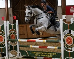 jumper Calypso 435 (Oldenburg show jumper, 2007, from Calido I)