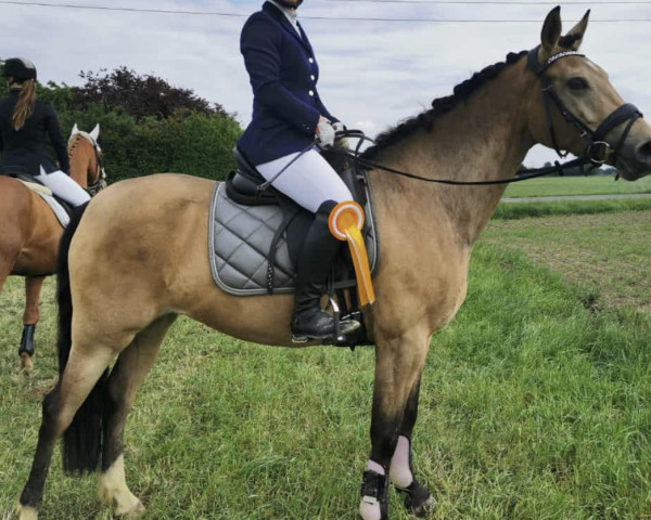 jumper Küstengold (German Riding Pony, 2018, from Mescal 15)